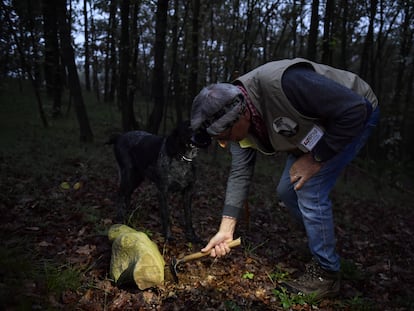 Un hombre buscando trufas en un bosque.