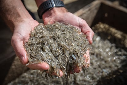 Los camarones son parte de la alimentación de los pescados de los esteros en Lubimar y uno de los aportes principales en las salinas artesanales que mantienen viva la tradición del estero. 