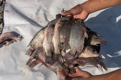 La tilapia, pescado de agua dulce y climas tropicales que se encuentra en la presa ubicada en el Itzmo de Tehuantepec. 