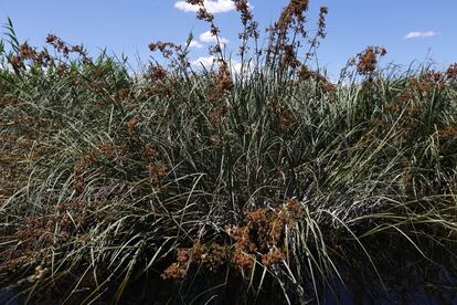 Ejemplares de Masiega ('Cladium mariscus'), posiblemente la planta mas representativa del humedal.