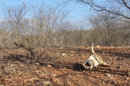 A paisagem de galhos ressequidos e carcaças de animais ainda existe no semiárido, mas não o define.