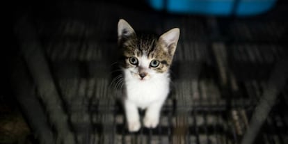 Até 200 gatos foram assassinados em uma cidade do sudeste da França (imagem de arquivo)