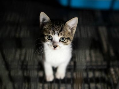 Até 200 gatos foram assassinados em uma cidade do sudeste da França (imagem de arquivo)