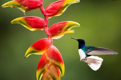 Un jacobino de cuello blanco, en Boca Tapada, en la provincia de Alajuela (Costa Rica).