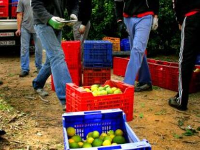 Trabajadores búlgaros y rumanos en la zona de Calicanto, cerca de Torrent (Valencia).