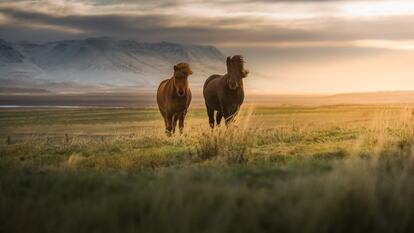 Una pareja de caballos islandeses en una pradera cerca de Skagafjörður. 
