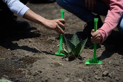 Voluntarias aplastan la tierra del maguey durante tras su plantación para el bosque de bolsillo de la universidad.