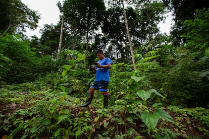 Un indígena de la nacionalidad Waorani visualiza en el bosque un lugar donde se taló, en Ecuador.