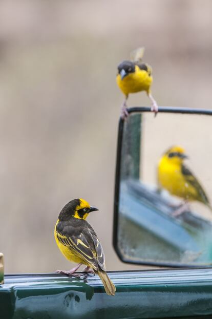 Pareja de tejedores de baglafecht, <i>Ploceus baglafecht,</i> en la orilla del río Mara. Los pájaros se posaron un momento en el vehículo en el se encontraba el fotógrafo mientras esperaba el cruce del rio Mara que cada año protagonizan los rebaños de ñúes y cebras.