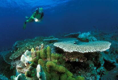Corales en Puerto Galera, en la isla de Mindoro (Filipinas).