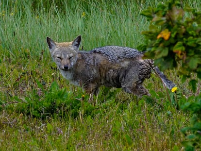 Zorro con probable sarna en Timaukel, Chile. / María Fernanda Mosqueira