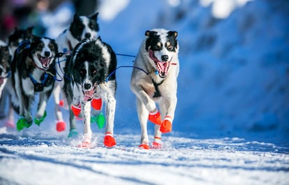La organización de Personas para el Trato Ético de los Animales (PETA) ha denunciado que 23 perros han muerto en la carrera desde 2004 y pide la cancelación de la prueba. En la imagen, los perros del equipo de Ralph Johannessen corren por una de las pistas en Willow (Alaska), 2 de marzo de 2014.