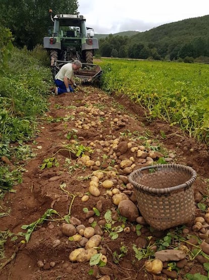 Masajeando patatas