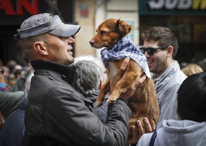 Un hombre viste a su perro con un pañuelo fallero en las calles de Valencia.