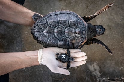 Un técnico del Oceanogràfic muestra la diferencia de tamaño entre un neonato (de unos 20 gramos de peso) de tortuga boba y un ejemplar de un año (de unos dos kilos).