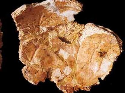 Dos caras del parietal adulto de neandertal hallado en el yacimiento de Cova Negra (Xàtiva).