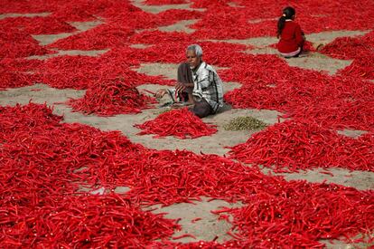 Un hombre quita los tallos de pimientos rojos en una granja en el pueblo de Shertha, en las afueras de Ahmedabad (India).