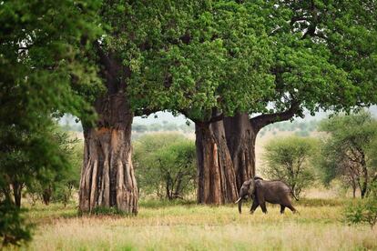 Baobabs en el parque nacional de Tarangire (Tanzania).