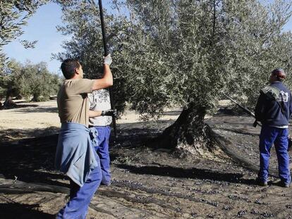 Recogida de aceituna en la campiña sur de Córdoba.