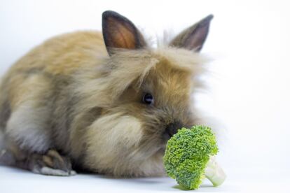 A pesar de que la clasificación tradicional de los seres vivos en animales, vegetales y seres unicelulares quedó obsoleta en los años 70, ha seguido apareciendo en muchos libros de texto. “Esa división fue sustituida por animales, vegetales, protistas (eucariotas unicelulares o pluricelulares sin tejidos diferenciados) y procariotas (bacterias u organismos sin núcleo). Y hoy los reinos se han complicado más: debe añadirse el dominio eucariota, que comprende animales, vegetales, hongos y organismos unicelulares con núcleo; y el dominio procariota, que se divide en arqueobacterias y bacterias”, señala el bioquímico José Miguel Mulet, profesor de Biotecnología en la Universidad Politécnica de Valencia.