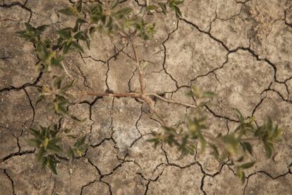 El pasado agosto, el incendio más grande conocido en la historia del Gran Chaco, el segundo bosque más extenso de América del Sur, quemó millones de árboles. El fuego empeoró la habitual sequía que cada dos años asola esta tierra.