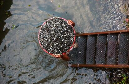 Un trabajador carga con conchas de almeja, en la orilla del río Murinjapuzha, a las afueras de Kochi, (India).