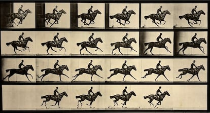 La secuencia del galope de un caballo con la que Eadweard Muybridge demostró que hay momentos en que el animal tiene las cuatro patas en el aire. La imagen pertenece a su libro 'Animal Locomotion', que publicó en 1887.