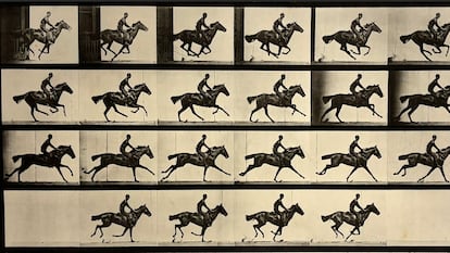 La secuencia del galope de un caballo con la que Eadweard Muybridge demostró que hay momentos en que el animal tiene las cuatro patas en el aire. La imagen pertenece a su libro 'Animal Locomotion', que publicó en 1887.