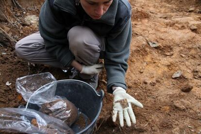 The fragment of a comb that led the team to the women&#039;s grave in Espinosa. 