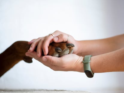 El duelo por un animal de compañía apenas está reconocido socialmente, mucho menos laboralmente.