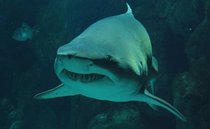 El Bioparc de Gijón, situado frente a la Playa de Poniente, mirando al mar, cuenta con centenares de especies. Entre ellas, varias de tiburones.