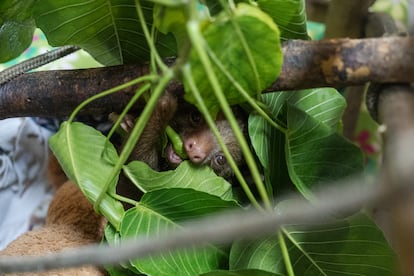 El personal del centro mantiene a algunos animales bajo control constante, especialmente los más jóvenes, como este perezoso.