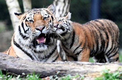 Un cachorro se encuentra por primera vez con su padre Yasha en el zoo de Hagenbecks de Hamburgo (Alemania).