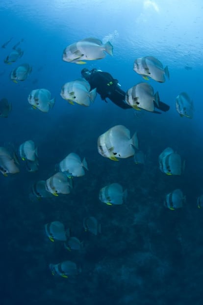 Un submarinista con peces. ben halpern/nceas 2012