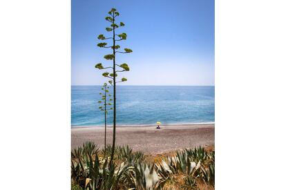 Las pitas decoran la playa naturista del Ruso, a las afueras de La Rábita (Albuñol).