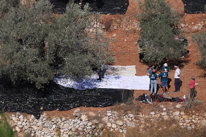 Vista del olivar de Gassan Olayam, palestino de 62 a?os, donde se ve a un grupo de activistas (con camiseta verde) que han acudido a ayudar en las tareas de la cosecha. 