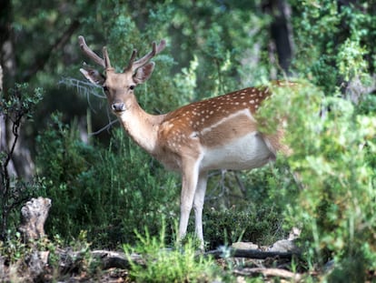 Un gamo joven en la ruta con guía por Cazorla, Jaén