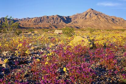 Este parque nacional estadounidense está considerado el lugar más caliente de la tierra: ha registrado la temperatura más alta de la que se tiene constancia, 56,7º C. Esta cuenca de más de 13.000 kilómetros cuadrados donde se pide a los turistas que la visitan precauciones ante posibles golpes de calor y deshidratación acoge, sin embargo, un fenómeno sumamente asombroso periódicamente: la superfloración. En un lugar desértico, aparentemente muerto, surge la vida de cientos de plantas, como el girasol del desierto, que forman un manto amarillo, verde y violeta que apenas dura unos días. La última vez que ocurrió de manera notoria fue en marzo de 2016, como consecuencia de las lluvias provocadas por El Niño, un fenómeno climático impredecible pero recurrente.