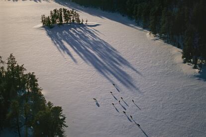 Vista aérea de una manada de lobos grises (Canis lupus) en Malberg Pack, cerca del lago Malberg, en Minnesota, EE UU.