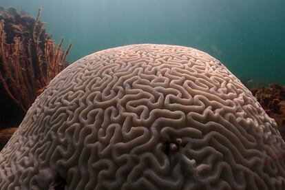 In this image provide by NOAA, the sun shines on coral showing sign of bleaching at Cheeca Rocks off the coast of Islamorada, Fla., on July 23, 2023.