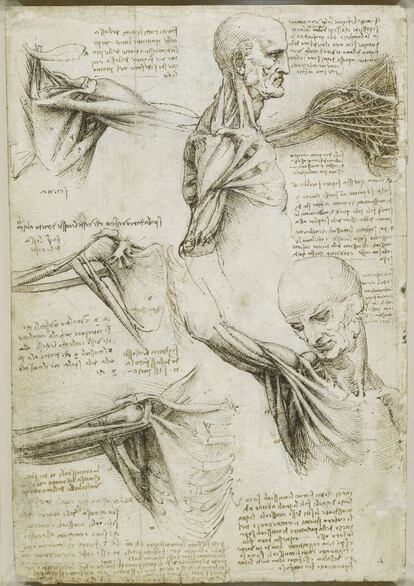 En este dibujo, Da Vinci ilustra la articulación del hombro, en diversas posiciones. Los bocetos detallan tanto el funcionamiento de los músculos como de los huesos.