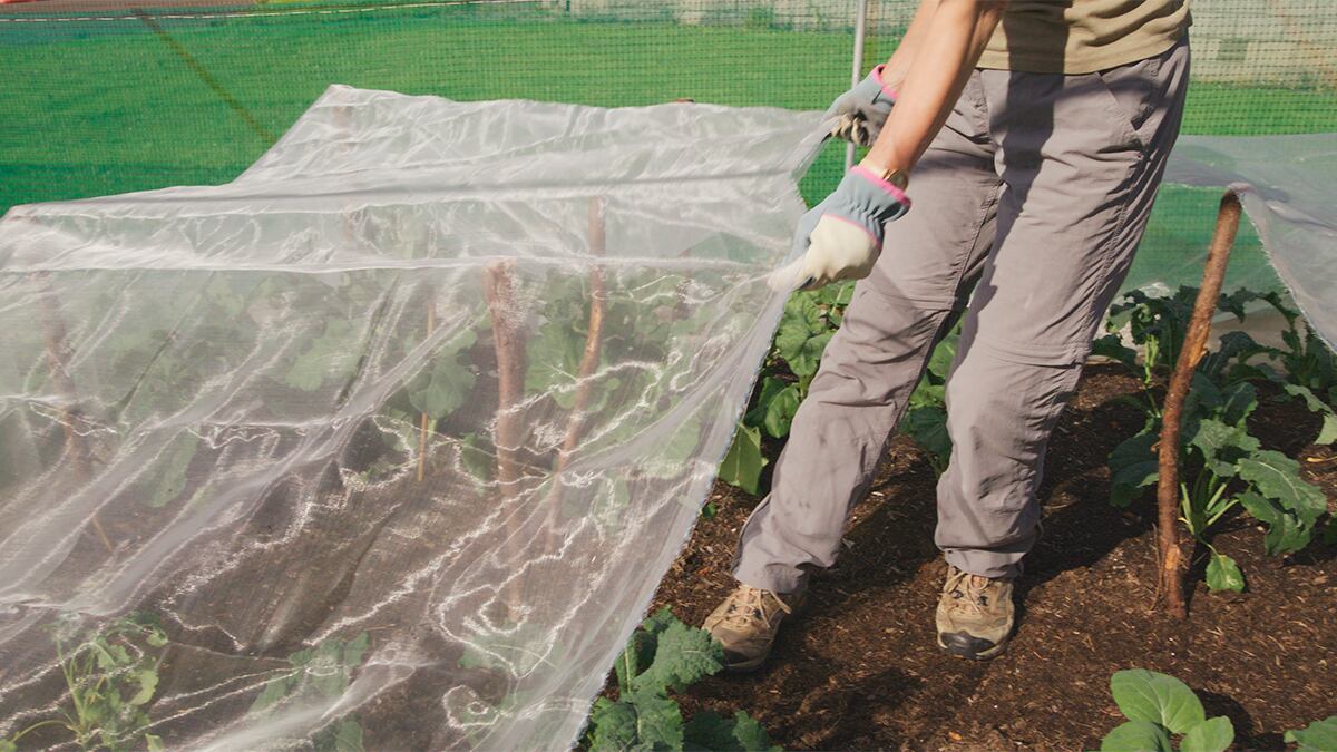 Proteggere le piante dalle gelate: coperture pratiche per l'inverno
