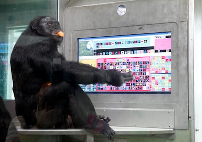 Kanzi, el bonobo que interactúa con humanos a través de Lexigram en Iowa, Estados Unidos, 3 de junio de 2014.