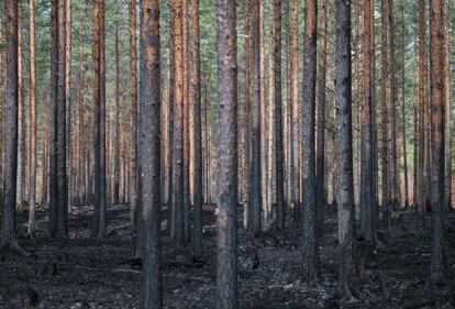 Un bosque quemado alrededor de Korskrogen cerca de Ljusdal (Suecia). El país permanece en alerta por una oleada de incendios forestales.