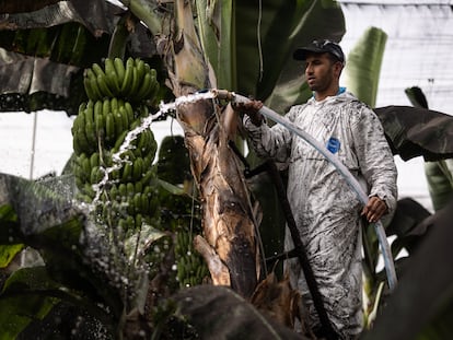 Elwali Bocharga limpia las hojas y los plátanos de la plantación en la que trabaja, en la isla de La Palma.