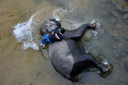 Un mahout de Indonesia ba?a a un elefante de Sumatra en el ro Teunom, el 15 de abril de 2019.