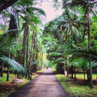 Palmeral en Isla Mauricio.