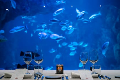 Para terminar el día por todo lo alto, Bioparc Acuario de Gijón ofrece también una experiencia culinaria en el restaurante Kraken ArtFood. Por las noches, sus 'Cenas bajo el mar' están dirigidas a contemplar la majestuosidad del Gran Oceanario, mientras se disfruta de la velada.