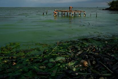 Una gruesa película verdosa cubre la basura y los plásticos que contaminan las aguas del lago de Maracaibo, mientras los pescadores preparan su cebo al fondo.
