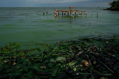 Una gruesa película verdosa cubre la basura y los plásticos que contaminan las aguas del lago de Maracaibo, mientras los pescadores preparan su cebo al fondo.